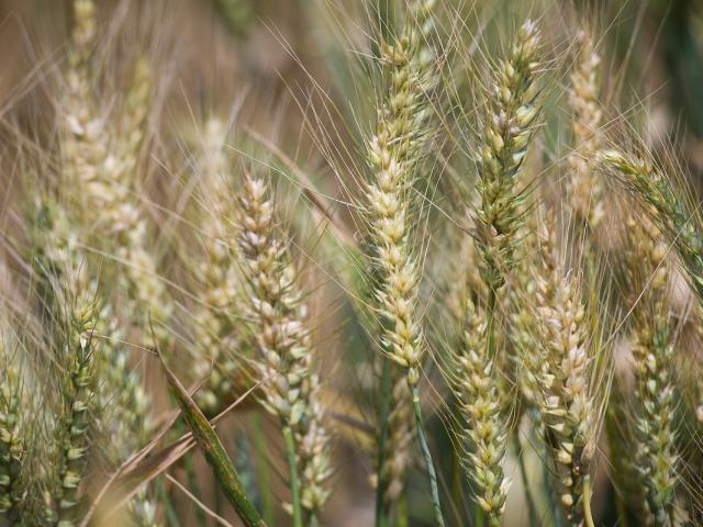 closeup of a field of wheat