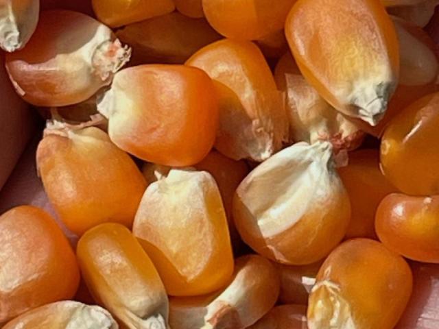 maize kernels in close up