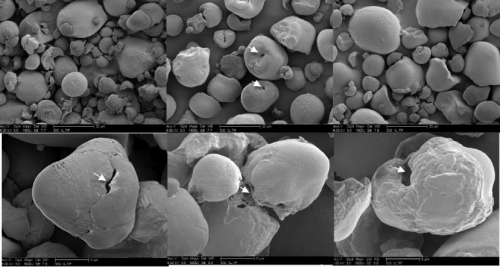 Scanning electron micrograph of tomato starch granules