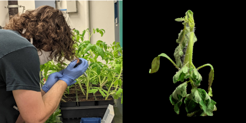 research on ralstonia in tomatoes
