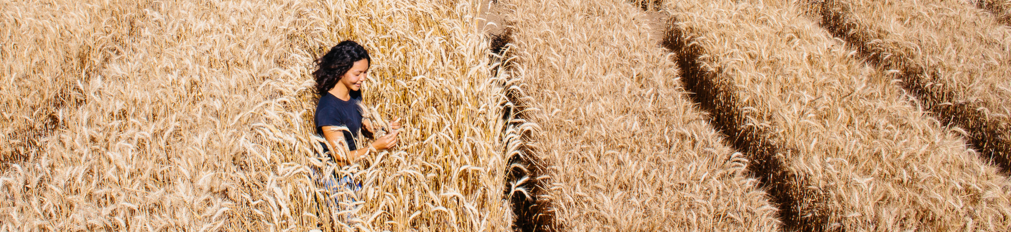 woman in field of wheat